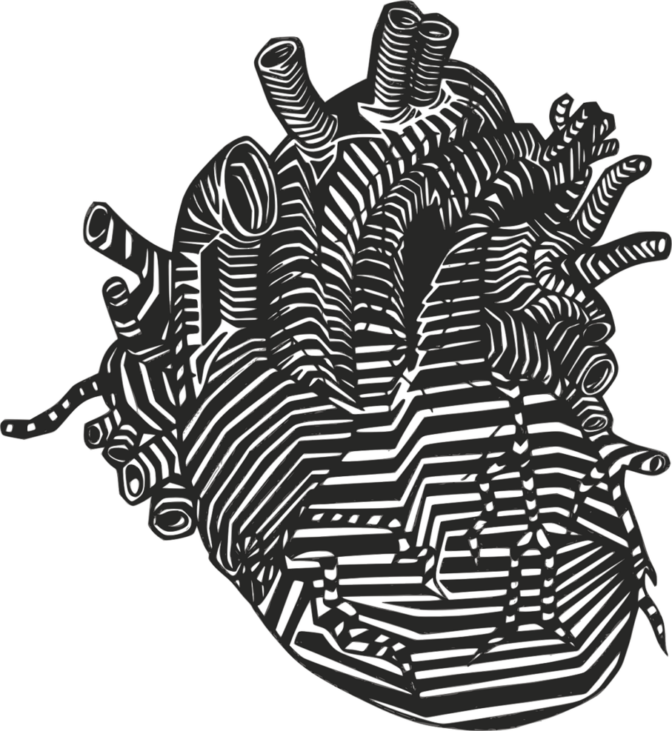 heart, veins, arteries-152594.jpg